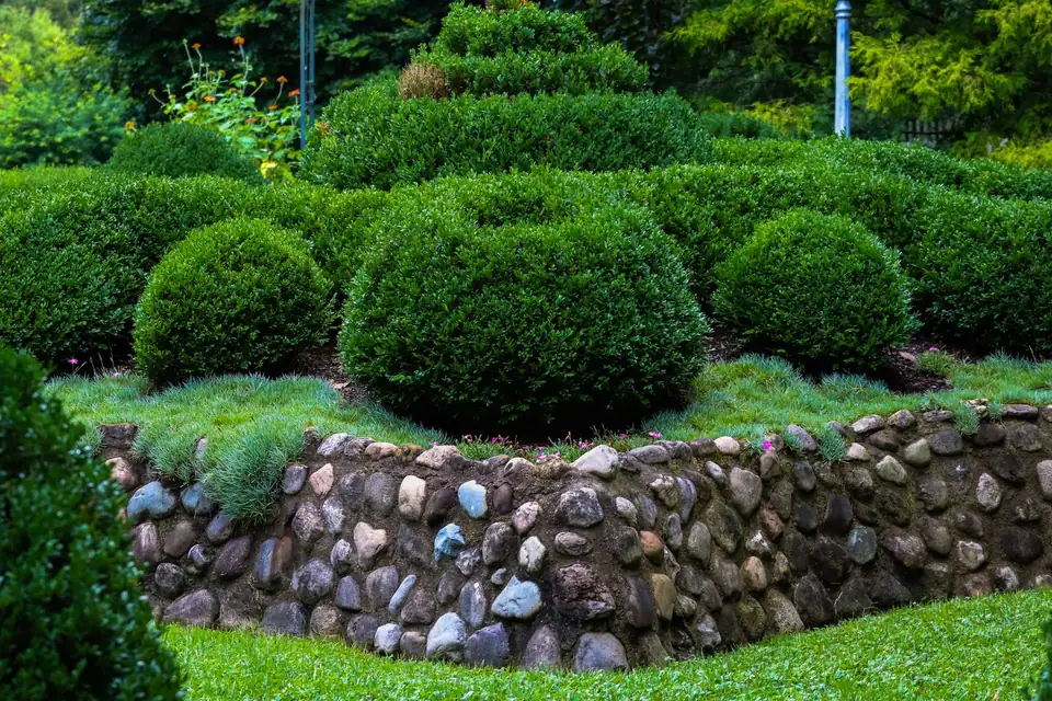 Boules d'arbustes taillées sur un muret de pierres rondes, pelouse au pied