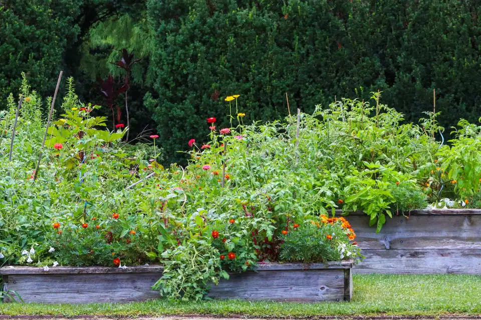 Carrés potagers surélevés en bois, légumes et fleurs, sur une pelouse