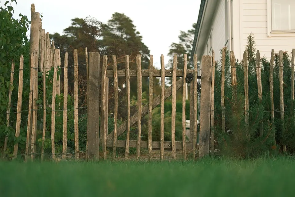 Clôture en piquets de bois refendus et portillon, pins en arrière-plan