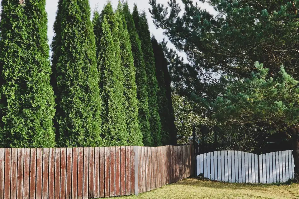 Haie de thuyas derrière une palissade en bois, en limite de jardin