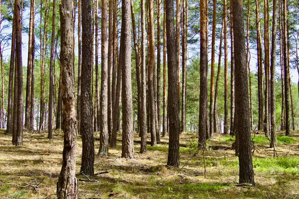 Pinède claire : troncs de pins et sous-bois herbeux