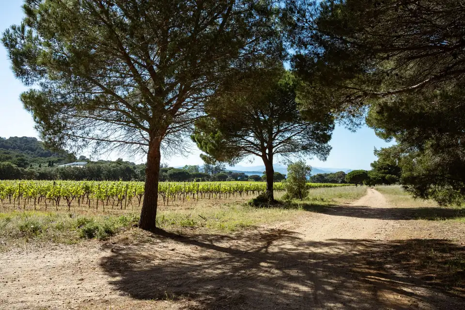 Pins parasols au bord d'un chemin qui longe des vignes
