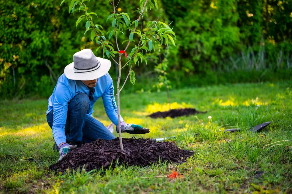 Plantation d'un jeune arbre dans une pelouse, pied paillé d'écorces