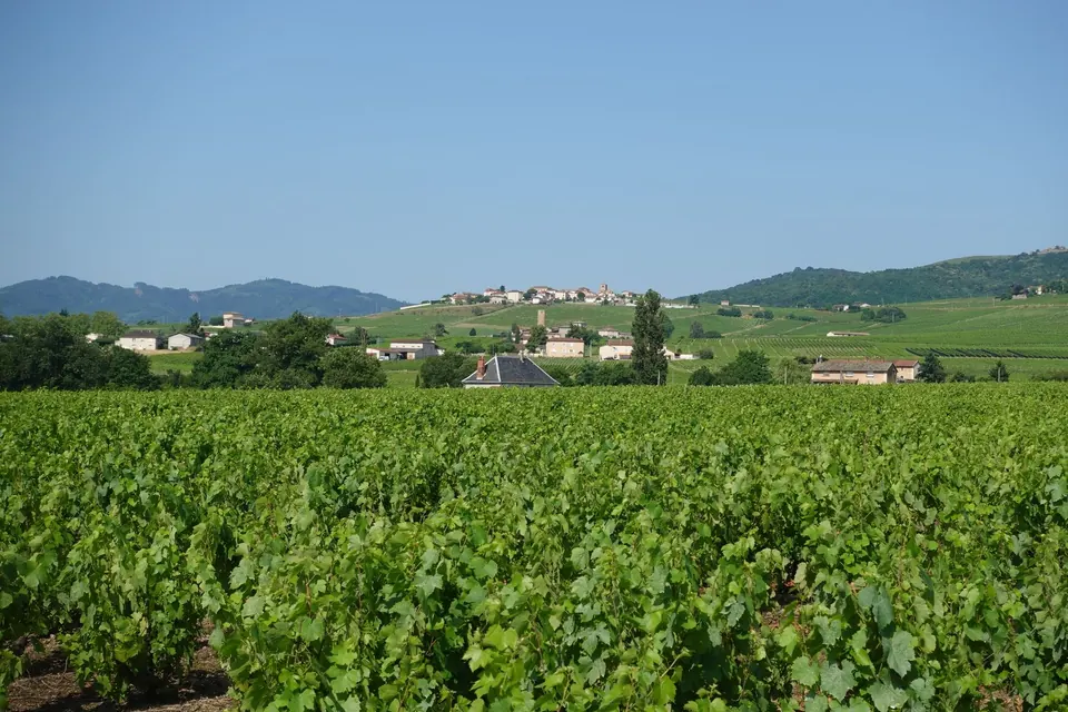 Vignoble en rangs serrés, village et coteaux au loin